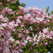 Kolkwitzia amabilis Pink Cloud / Viráglonc rózsaszín